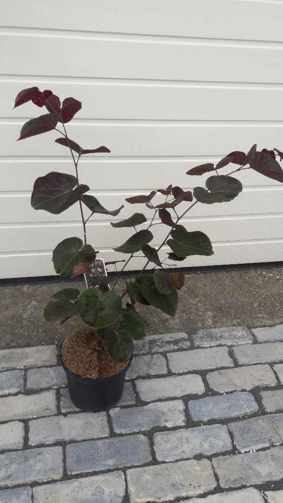 Picture of Cercis canadensis Merlot P21 (4 Ltr)