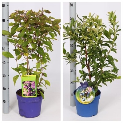 Picture of Trolley Deal 2024 Callicarpa profusion / Vaccinium cor. in varieties P21 (4 Ltr) F.O. (011)