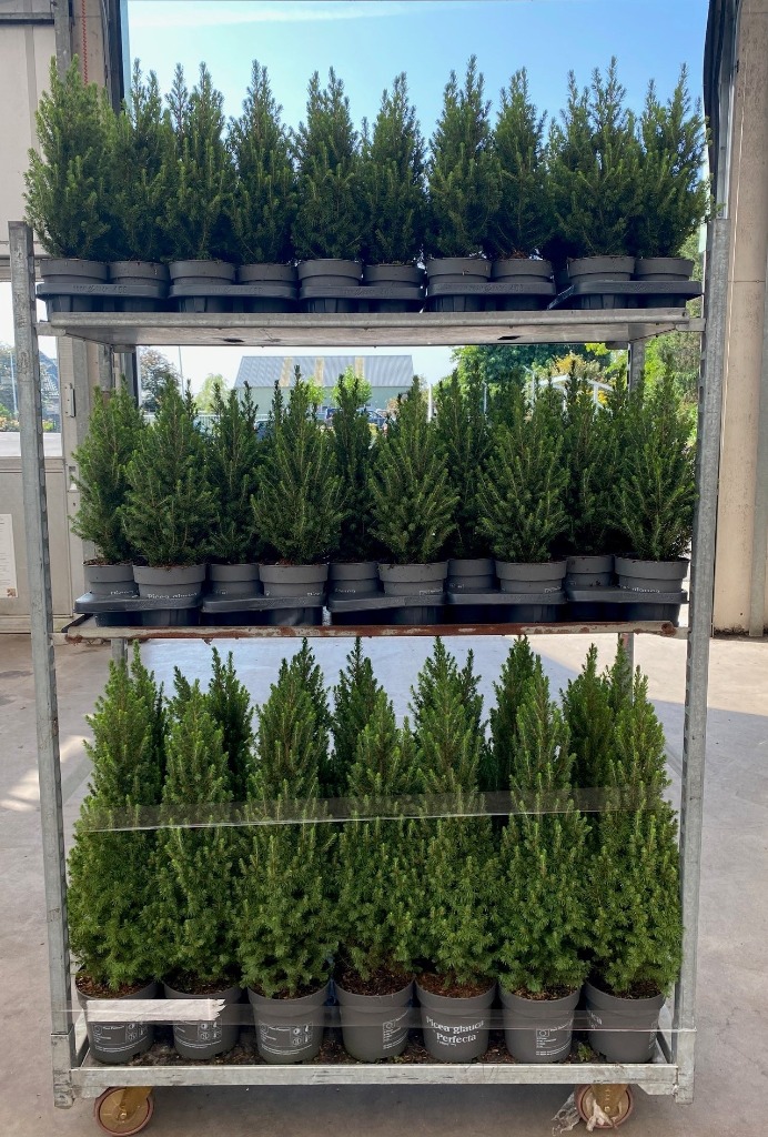 Picture of Trolley Deal 2024 Picea gl. Perfecta mixed sizes