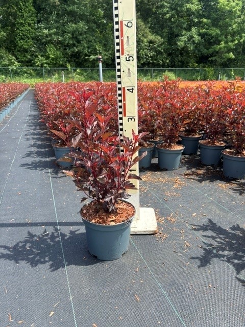 Physocarpus opu. All Black