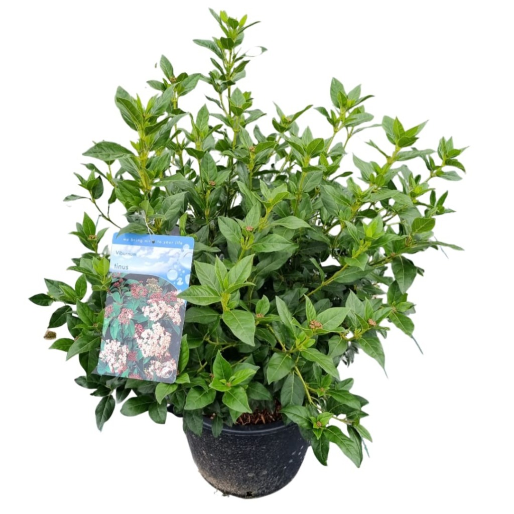 Picture of Viburnum tinus P40-(30-LTR)