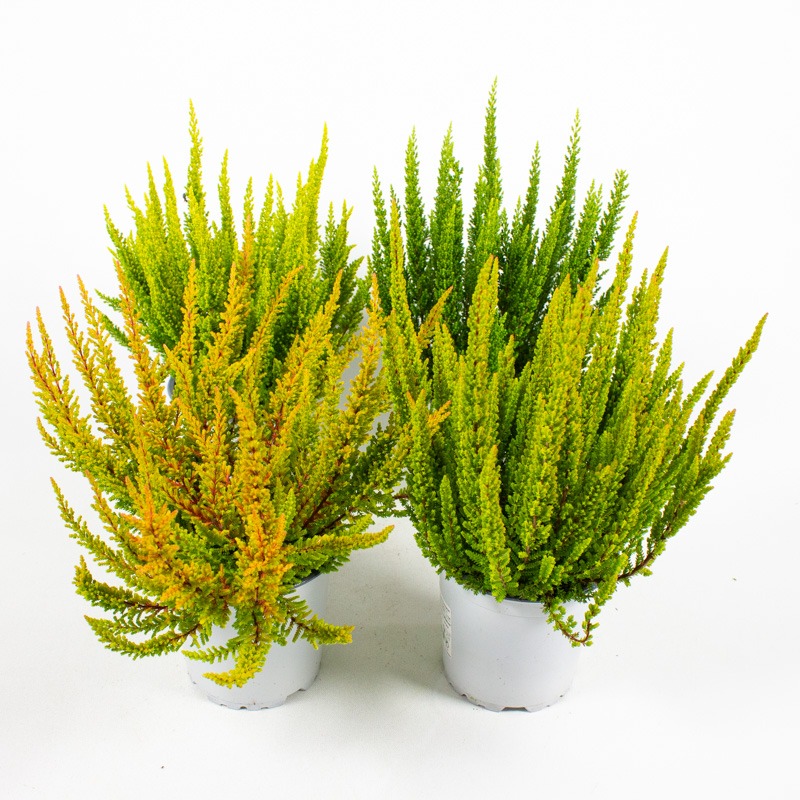 Picture of Calluna Beauty Ladies Skyline in varieties P11 25-CM