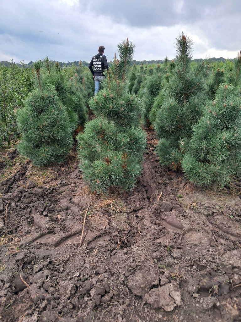 Picture of Pinus sylvestris ROOTBALL 120/140CM