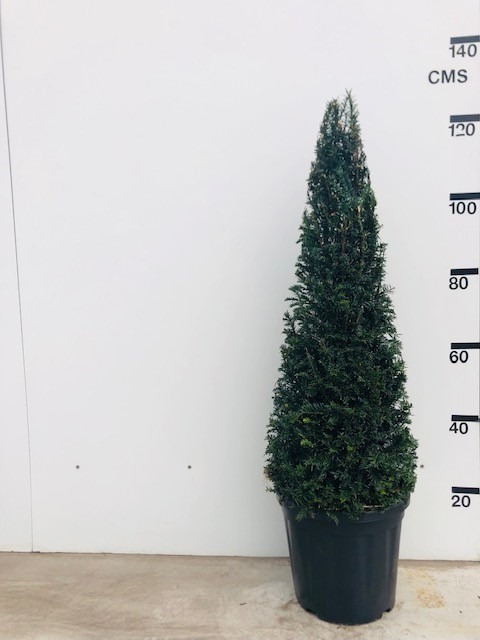 Picture of Taxus Baccata P32 (15 Ltr) PYRAMID-90/100