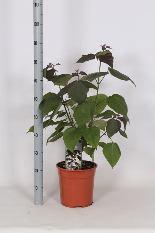 Picture of Catalpa erubescens Purpurea P26 (7.5 Ltr)