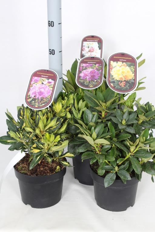 Picture of Rhododendron hybrids in varieties P19 (3 Ltr) GREEN VARIETIES