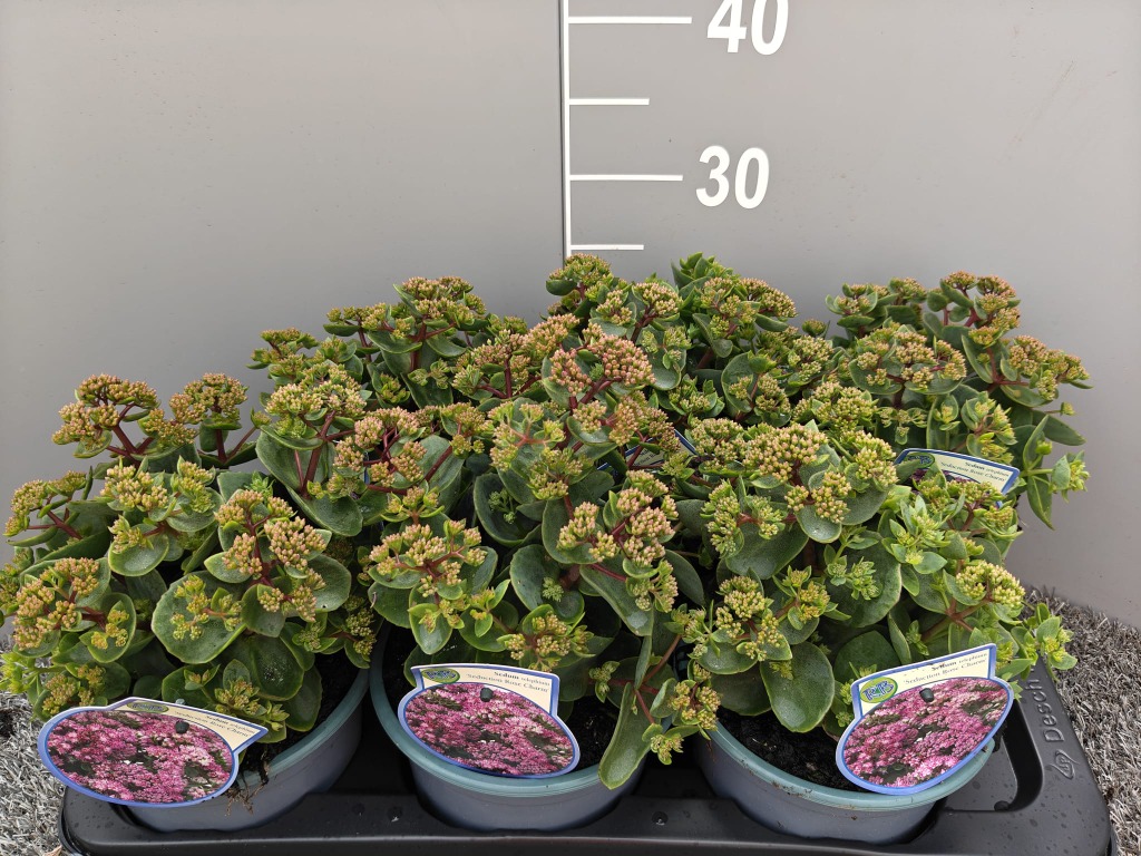 Sedum tele. Seduction rose charm