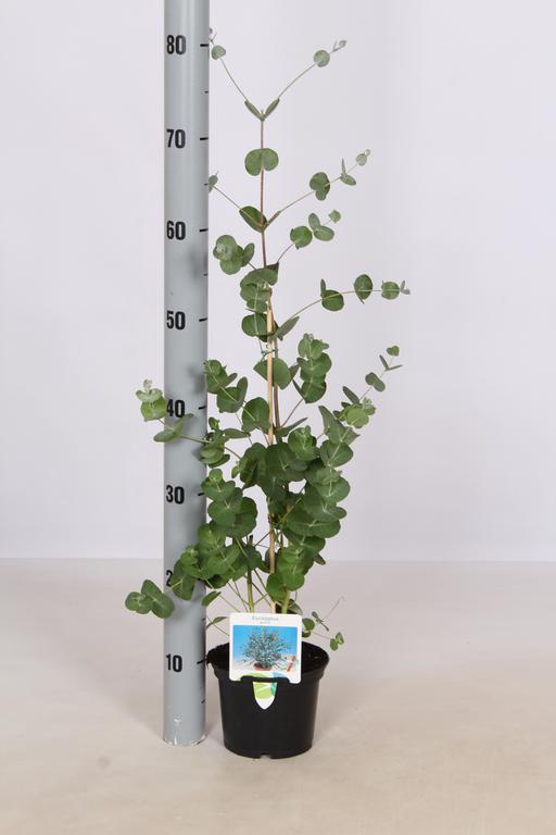 Picture of Eucalyptus gunnii P17 (2 Ltr) 40/50