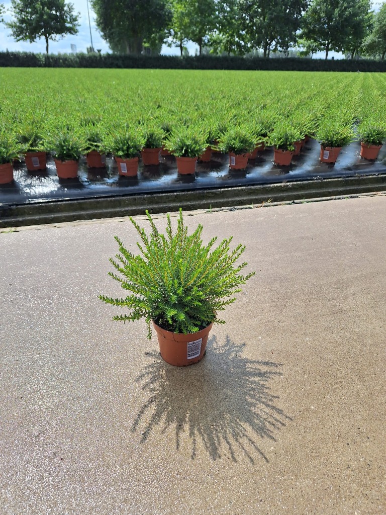 Picture of Erica x darleyensis in varieties P10.5