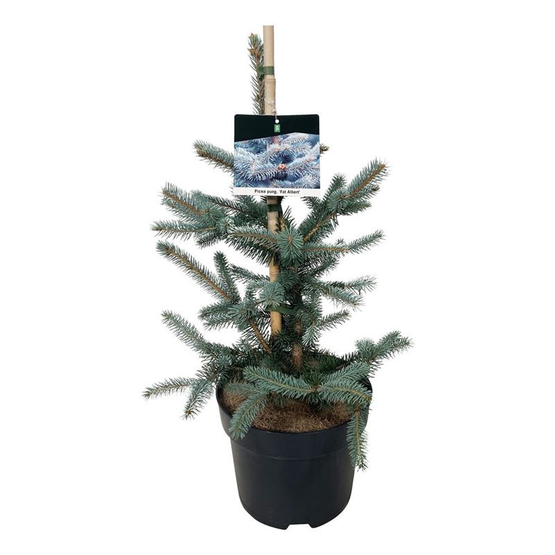 Picture of Picea pung. Fat Albert P26 (7.5 Ltr)