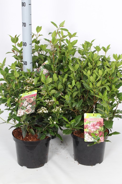 Picture of Viburnum tinus in 6 varieties P21 (4 Ltr)