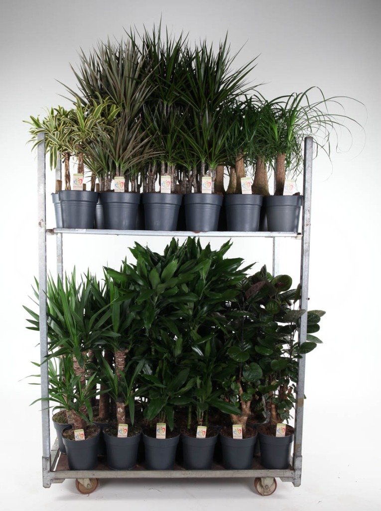 Picture of Trolley Deal 2024 Houseplants in varieties Summer Promo 02 P21 height 65- 100 cm J6