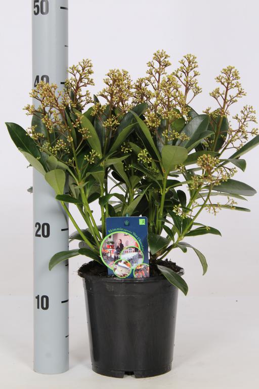 Picture of Skimmia Hot Chocolate P15 8/FLOWER