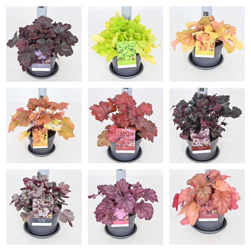 Picture of Heuchera in varieties P17 (2 Ltr)