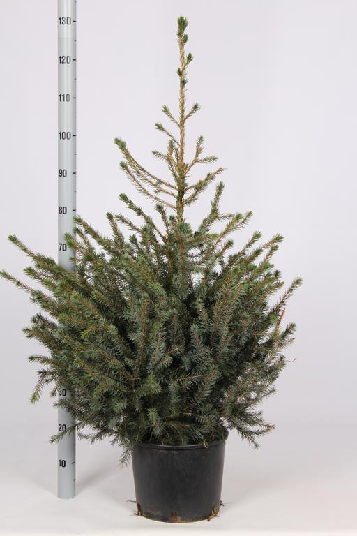 Picture of TROLLEY DEAL 2024 Picea Omorika P29 (10 LTR) 100/125 INC POT/POTGROWN