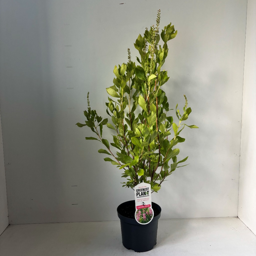 Clethra aln. Ruby Spice
