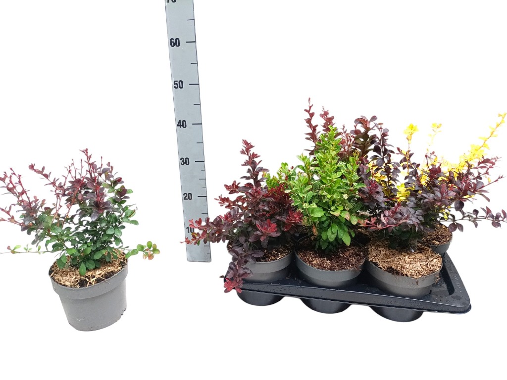 Picture of Berberis thunbergii in varieties P17 (2 Ltr)