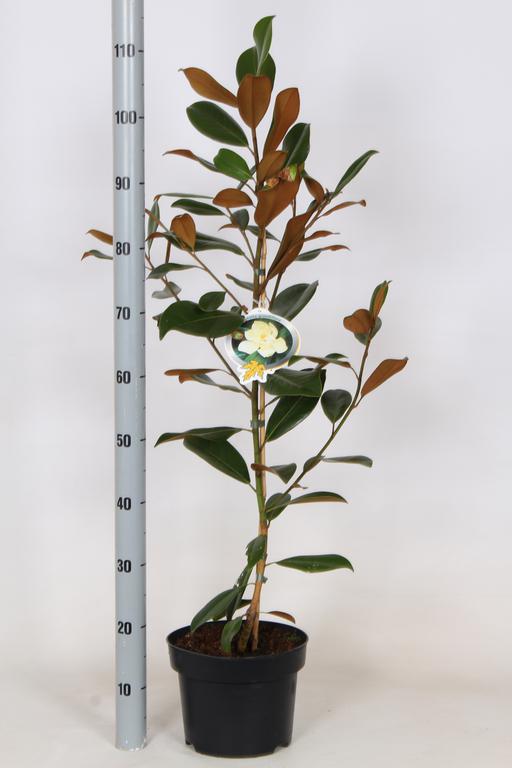 Picture of Magnolia grandiflora P23 (5 Ltr) 60/80