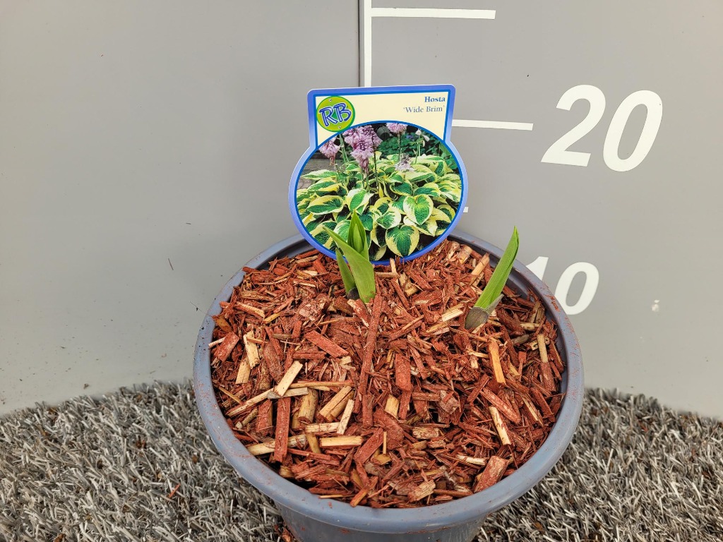 Picture of Hosta Wide Brim P17 (2 Ltr)