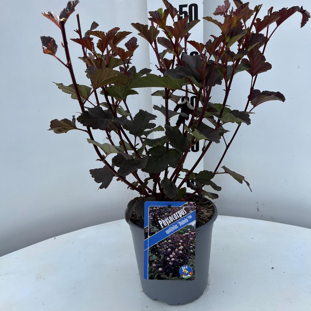 Picture of Physocarpus opu. Diabolo P17-(2.5-LTR)