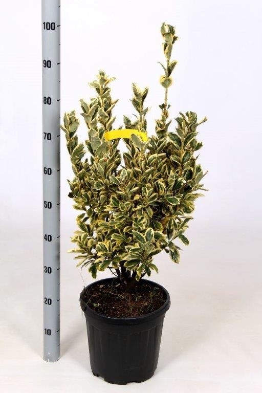 Picture of Euonymus japonicus Bravo C10 60/80