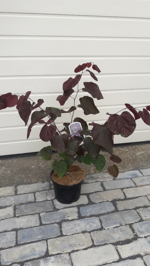 Picture of Cercis canadensis Forest Pansy P21 (4 Ltr)