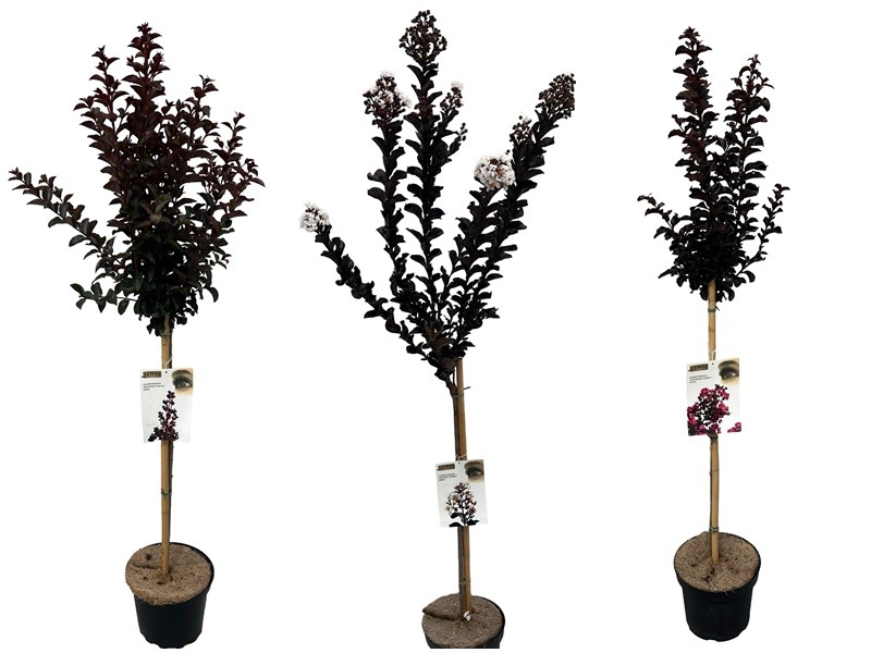 Lagerstroemeria in varieties