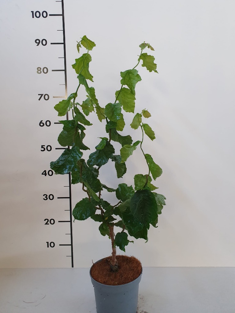 Picture of Corylus avellana Medusa P17 (2 Ltr)