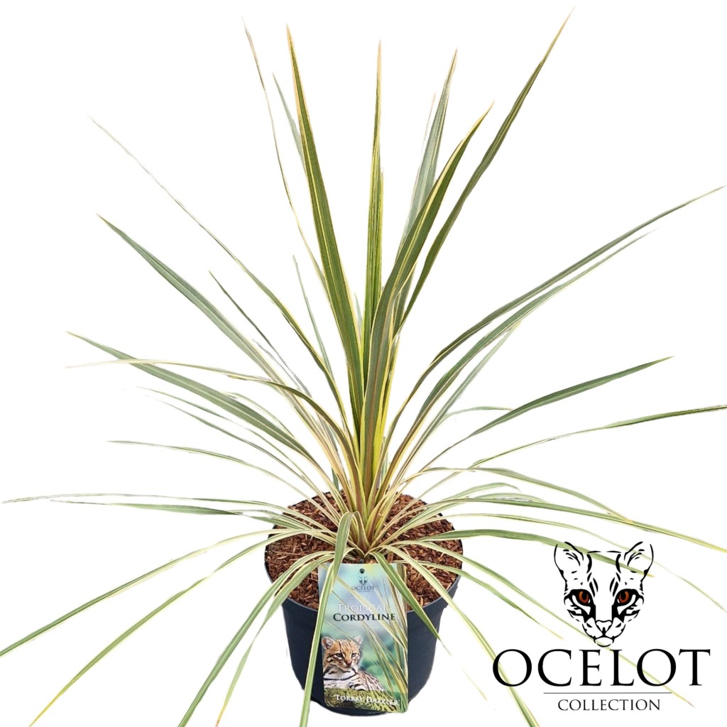 Picture of Cordyline australis Charlie Boy P26 (7.5 Ltr)