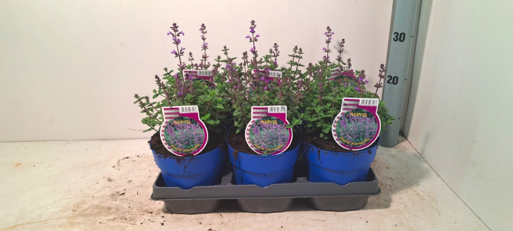 Obrázok z Nepeta fass. Purssian Blue P15