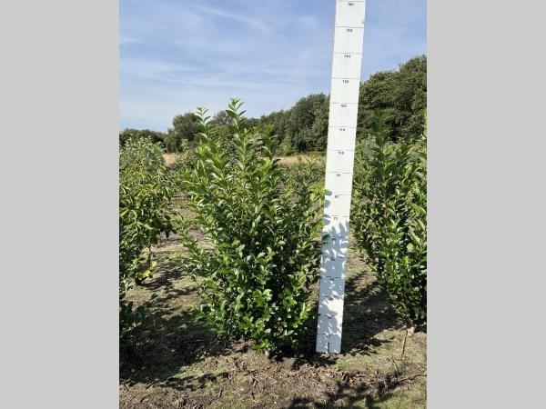 Picture of Ligustrum ovalifolium ROOTBALL 80/100CM