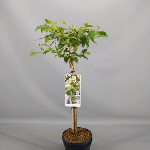 Picture of Viburnum plicatum Watanabe P19 (3 Ltr) 45/STD