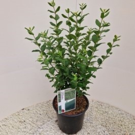 Picture of Ligustrum ovalifolium C4.5 70/80