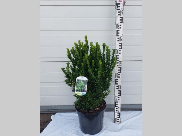 Euonymus jap. Green Spire