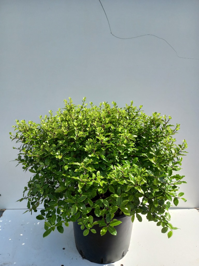 Picture of Pittosporum ten. Golf Ball C20 50/60