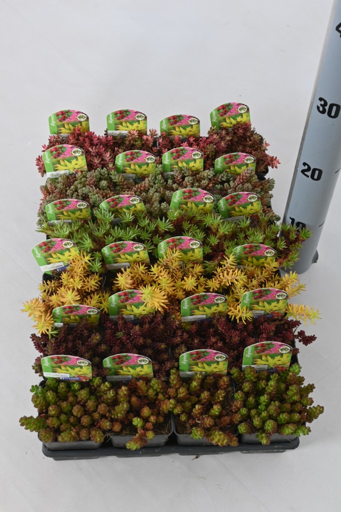 Sedum in varieties