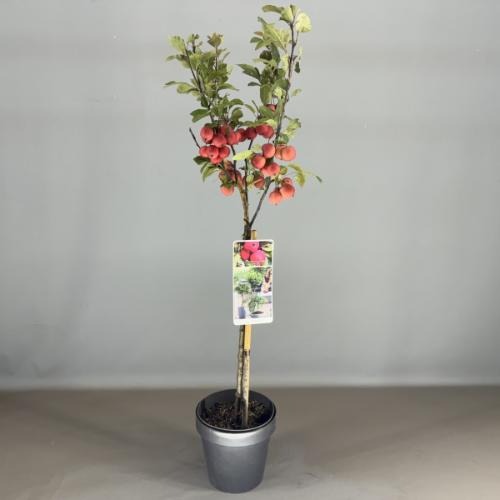 Picture of Malus d. Appletini P19 (3 Ltr) 50/STD