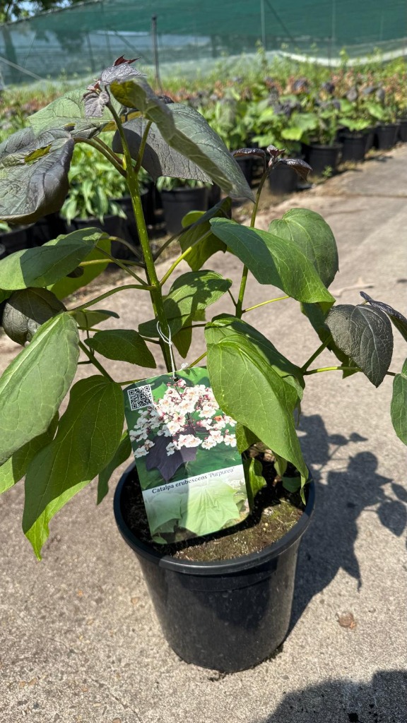Catalpa erubescens Purpurea
