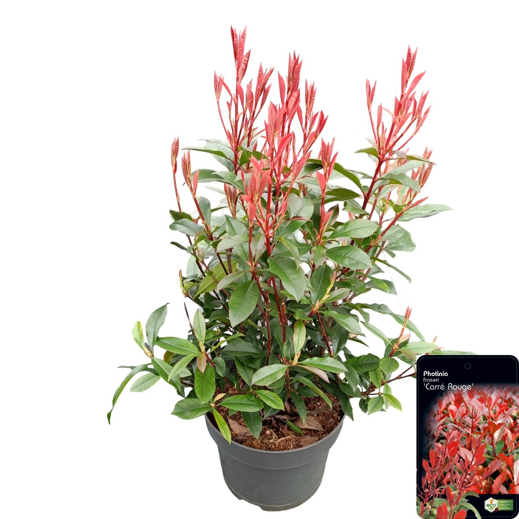 Picture of Photinia fras. Carre Rouge P23 (5 Ltr)