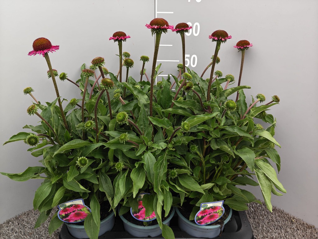 Echinacea purp. Delicious Candy