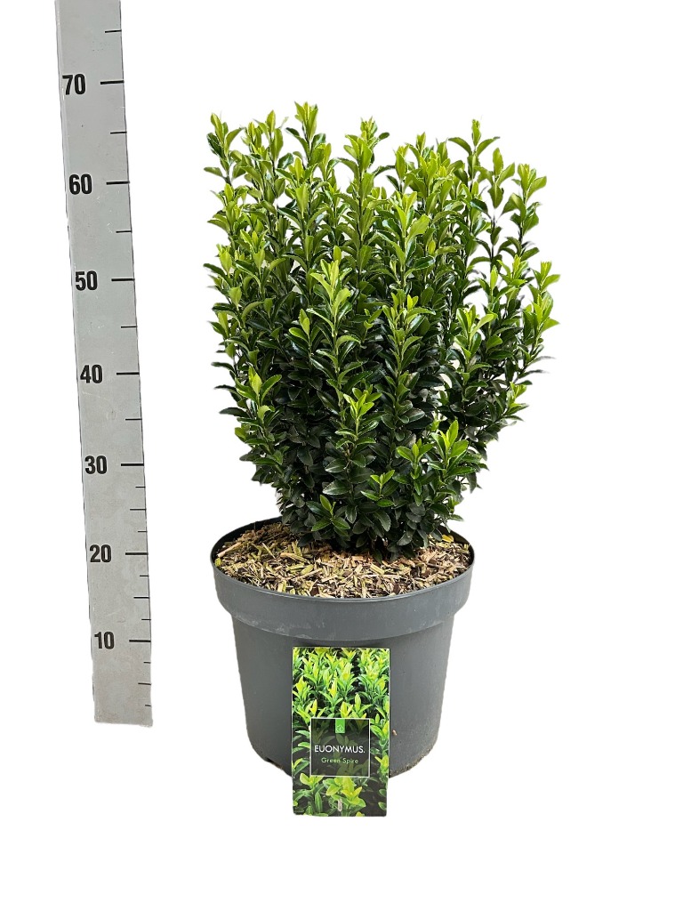 Picture of Euonymus jap Green Spire P29 (10 Ltr) 30/40