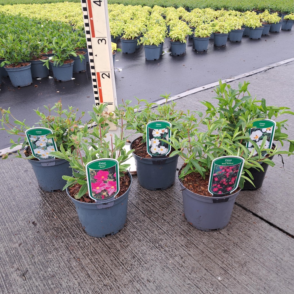 Cistus in varieties