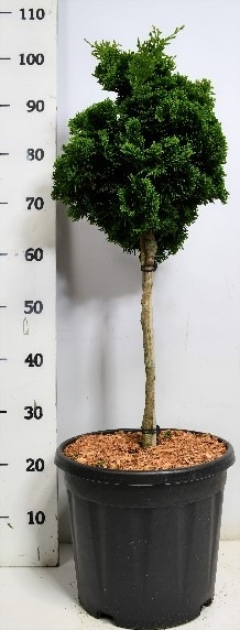 Picture of Coniferen de luxe in varieties C13 30/STD