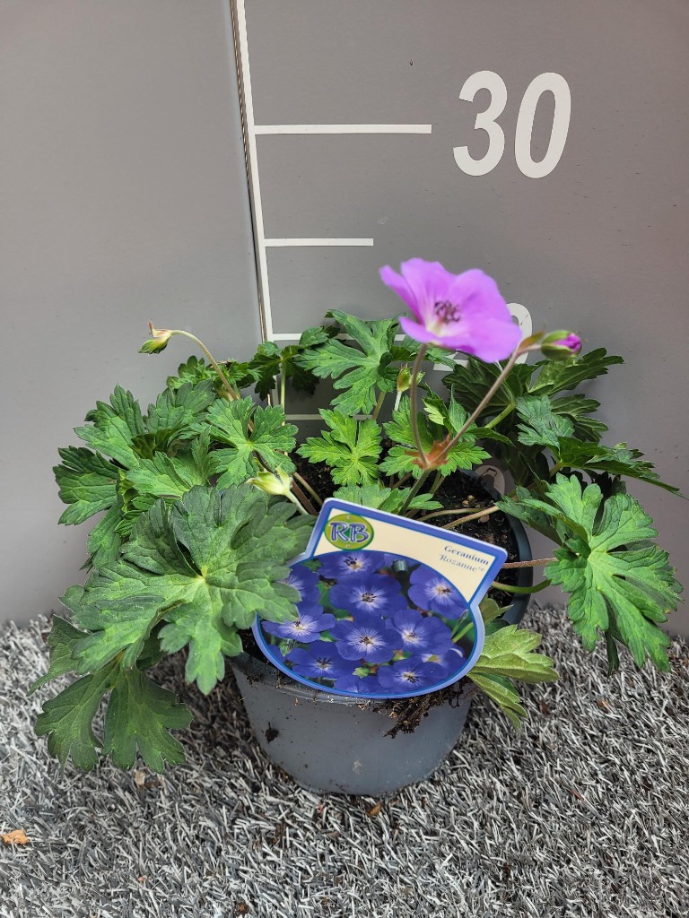 Picture of Geranium Rozanne P17 (2 Ltr)