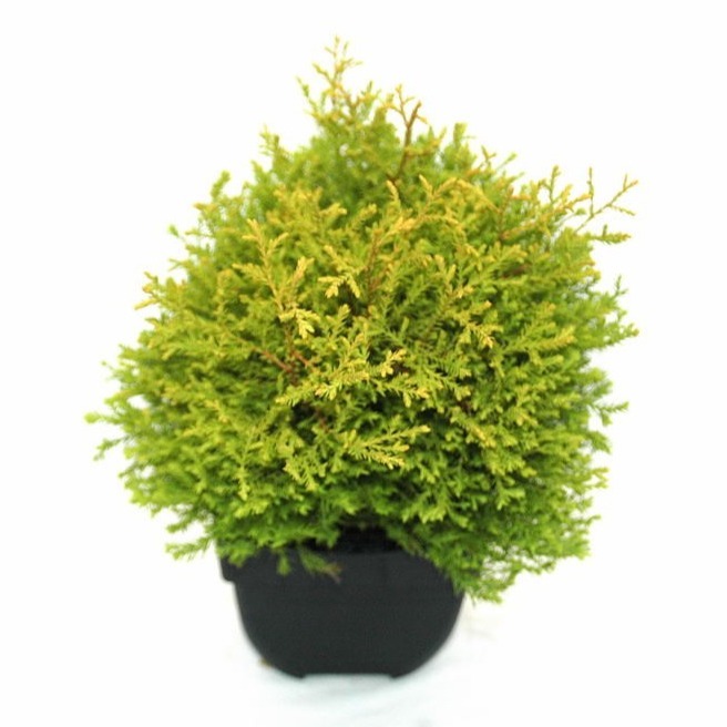 Picture of Thuja occ. Rheingold P17 (2 Ltr) 20/25