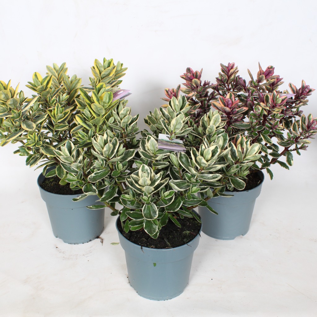 Hebe Addenda in varieties (variegated)
