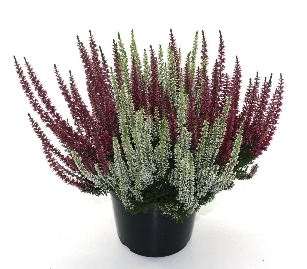 Billede af Calluna vulg Beauty Ladies Sisters/Twin KW32-KW40 P17
