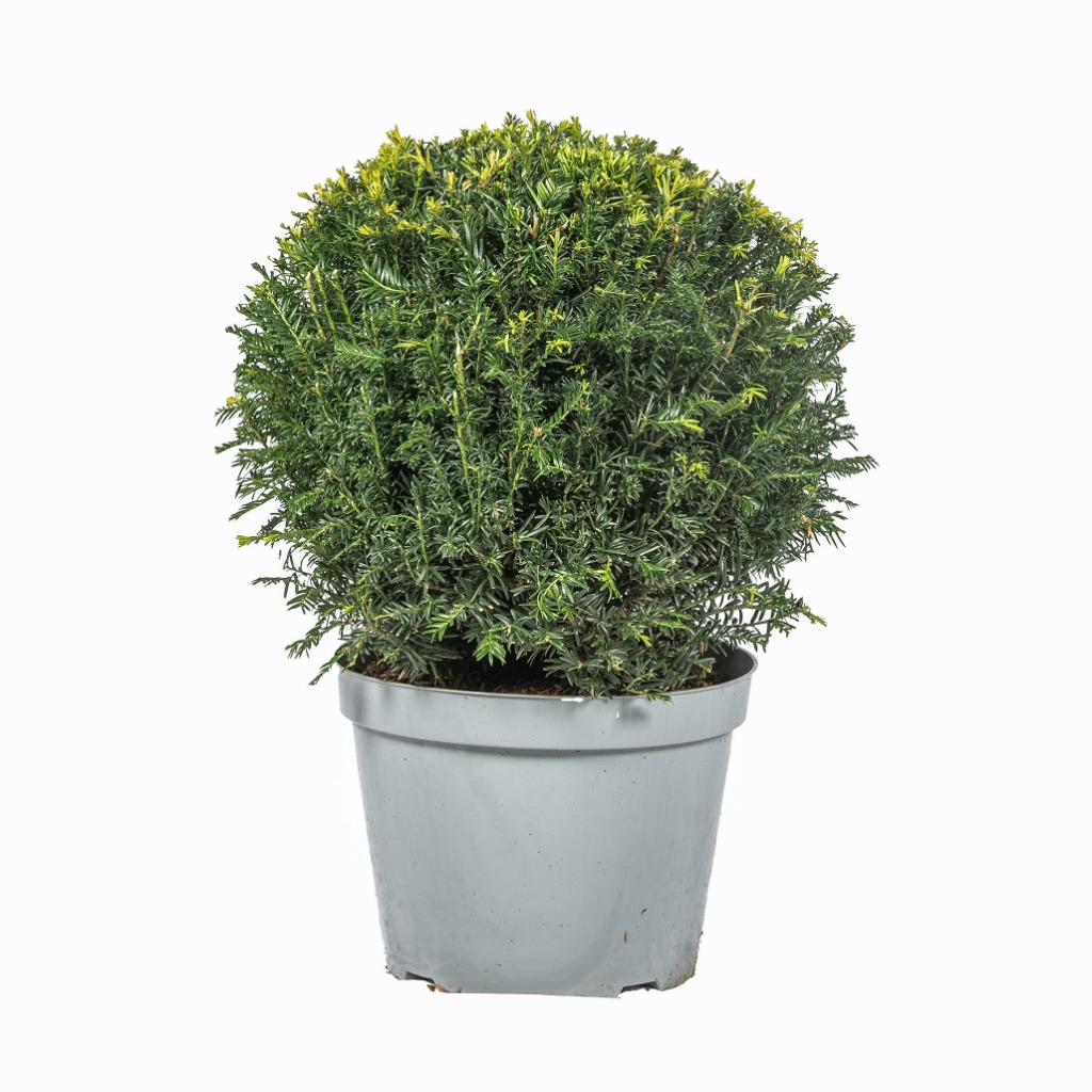 Picture of Taxus baccata P36 (20 Ltr) BALL-50-CM