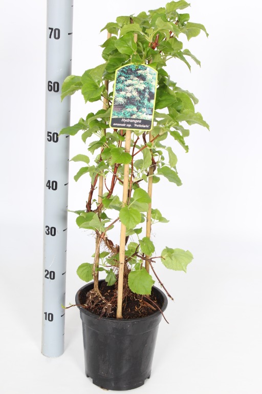 Hydrangea ano. petiolaris