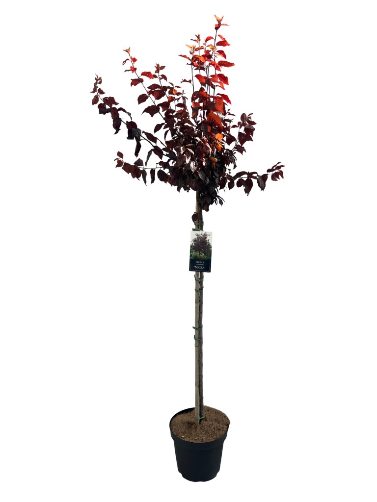 Picture of Prunus cerasifera Nigra P26 (7.5 Ltr) 90/STD